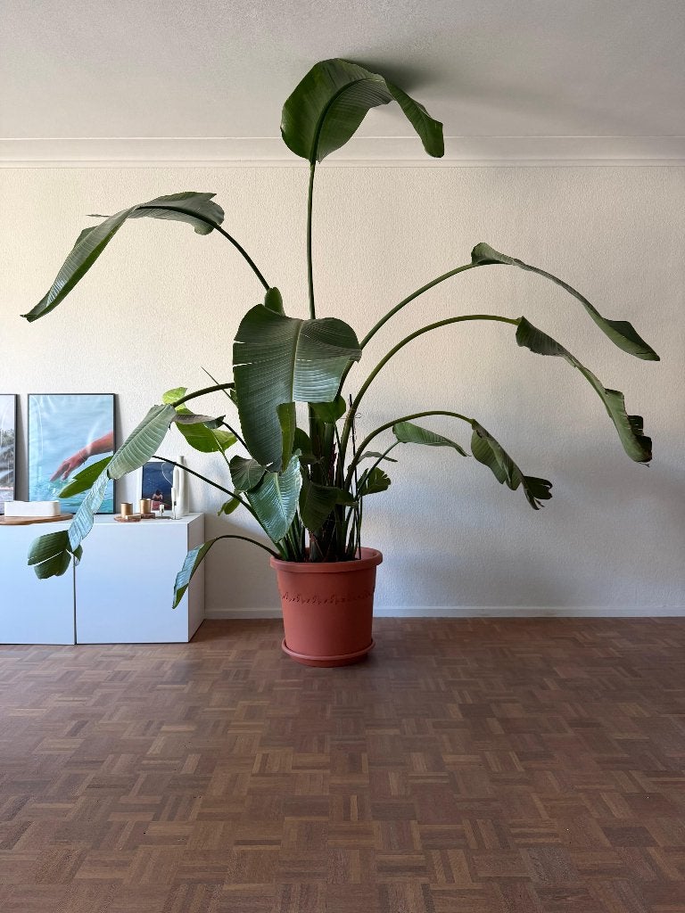 Strelitzia Nicolai XXL, Maison & Meubles, Plantes d'intérieur, Plante potagère, En pot, Enlèvement, 200 cm ou plus