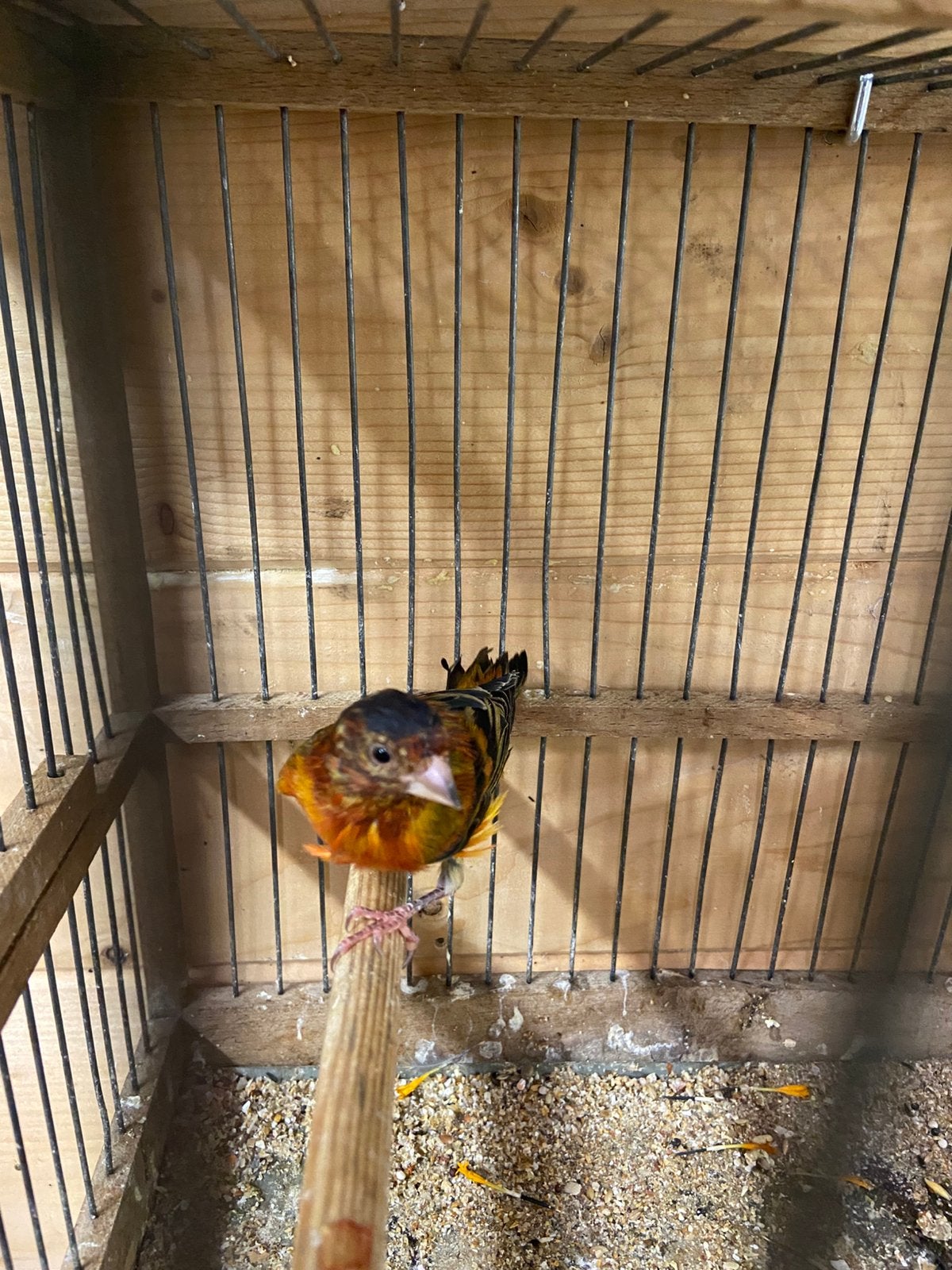 Kruisingen kapoetsen sijs x kanarie, Mannelijk, Wildzangvogel, Geringd