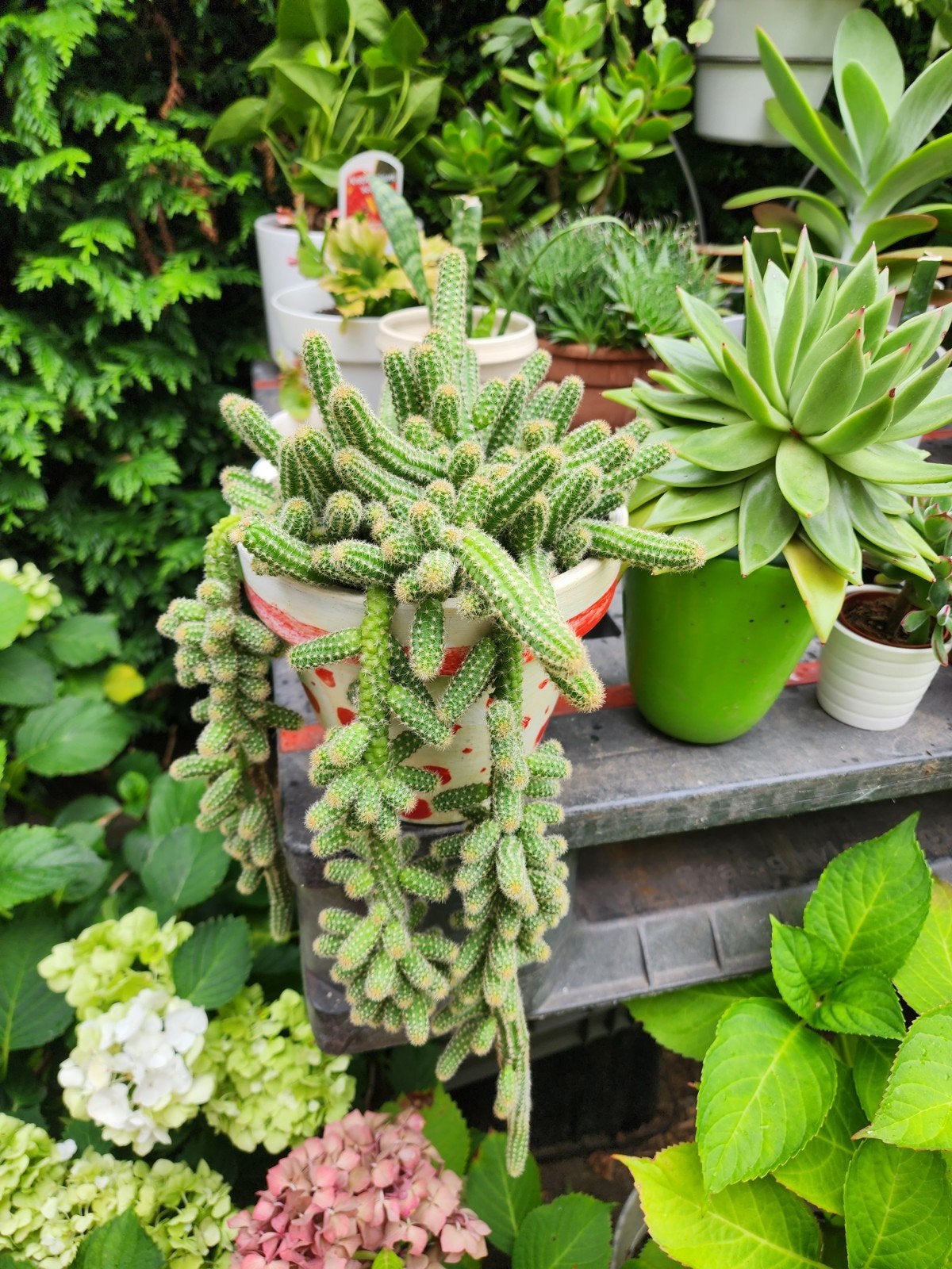 cactus, Tuin en Terras, Planten | Tuinplanten, Ophalen