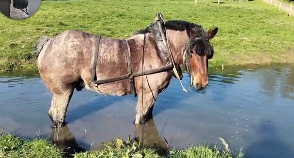 Ik zoek tuig voor trekpaard, Dieren en Toebehoren, Ophalen