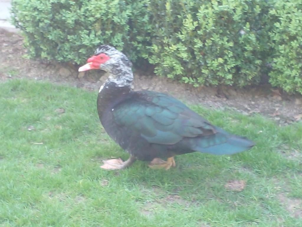 Barberie eend, Animaux & Accessoires, Volatiles, Mâle, Canard