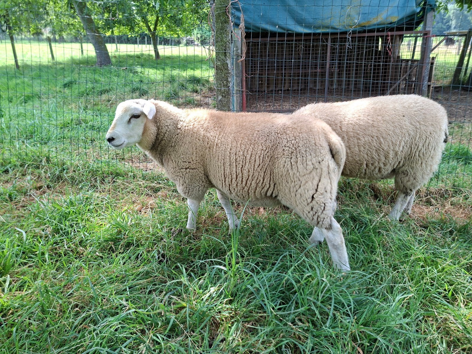 Bok, Dieren en Toebehoren, Schapen, Geiten en Varkens, Mannelijk, Schaap, 0 tot 2 jaar