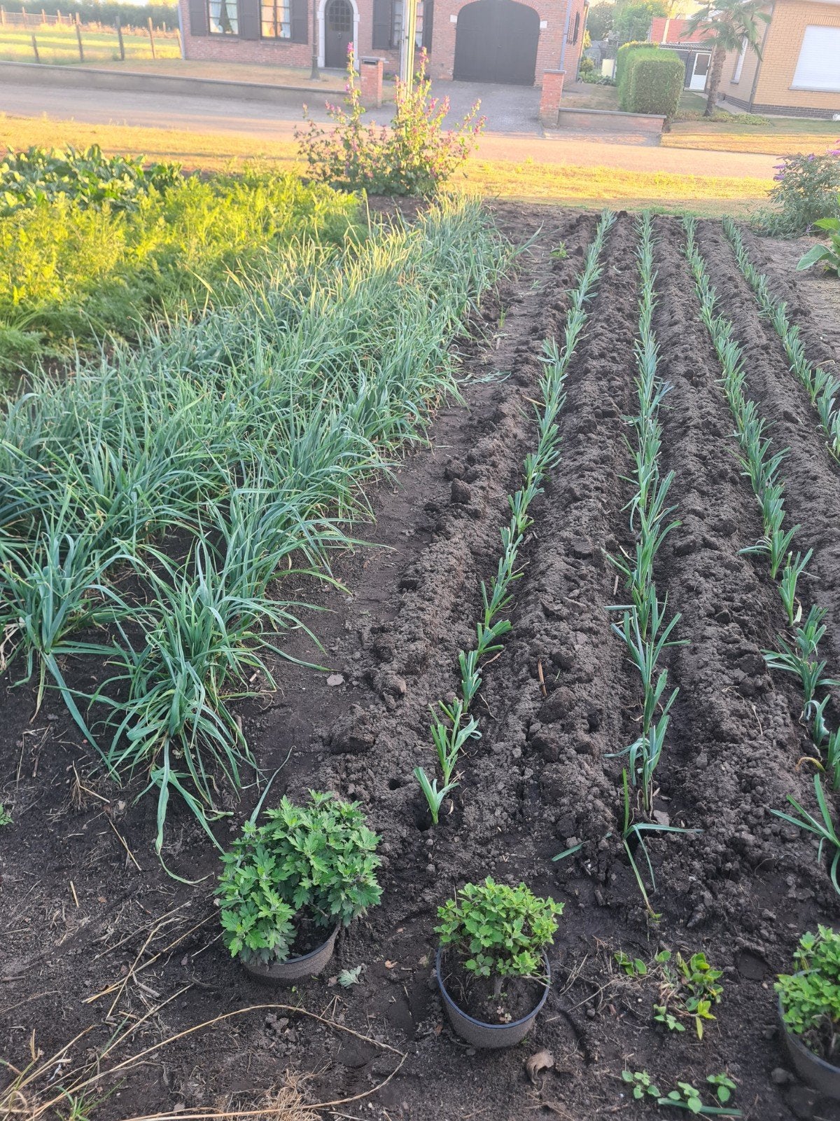 Jonge preiplanten, Ophalen