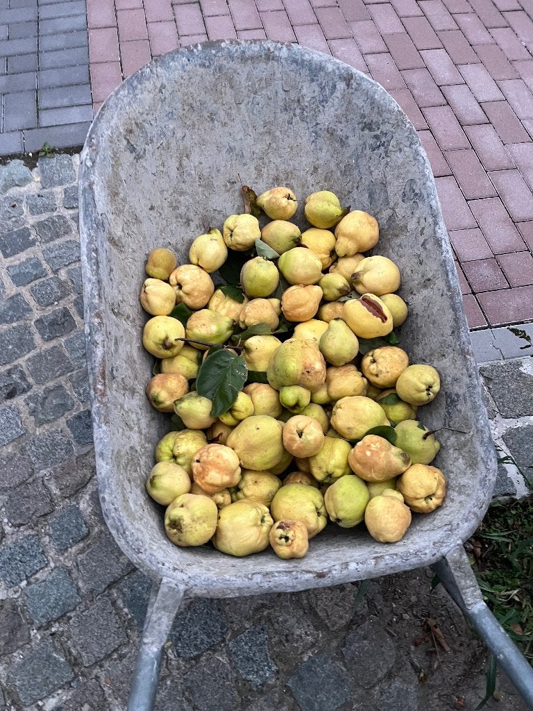 Kweeperen gratis af te halen, Ophalen, Nieuw