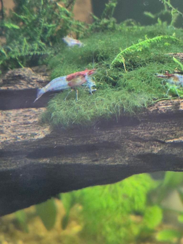 Rili garnalen ( Neocaridina shrimps), Dieren en Toebehoren, Kreeft, Krab of Garnaal, Zoetwatervis, Schoolvis
