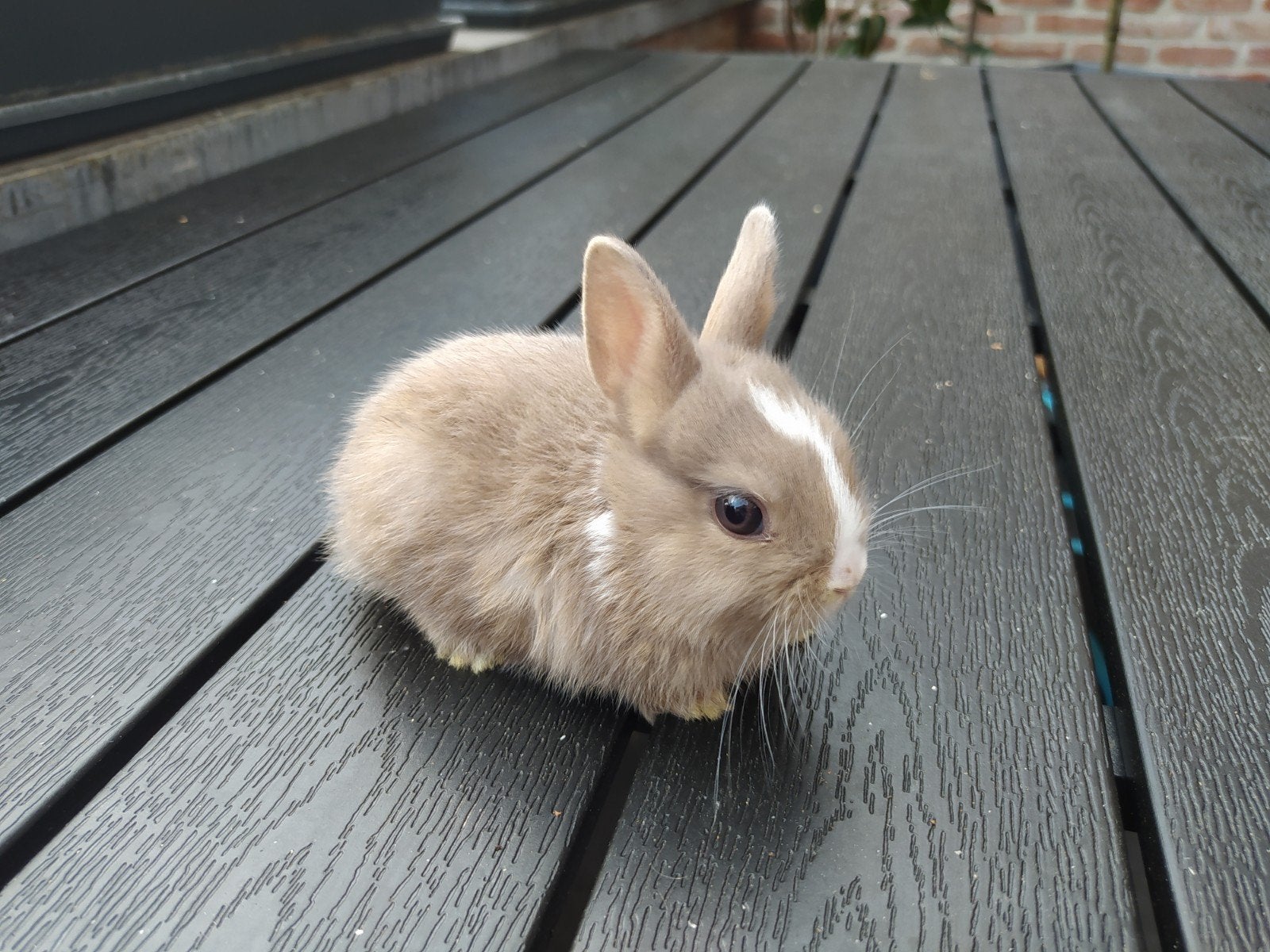 4 prachtige dwerg konijntjes 5 weken, Meerdere dieren, Dwerg, 0 tot 2 jaar
