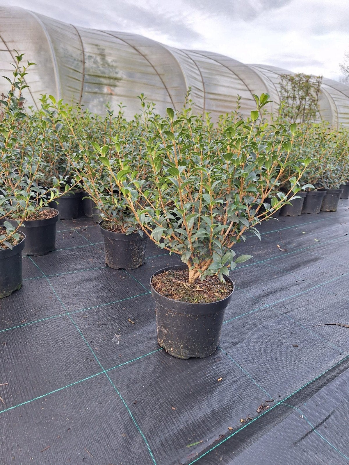 ‼️osmanthus Burkwoodii aan promoprijzen ‼️, Tuin en Terras, Planten | Struiken en Hagen, Ophalen, Taxus