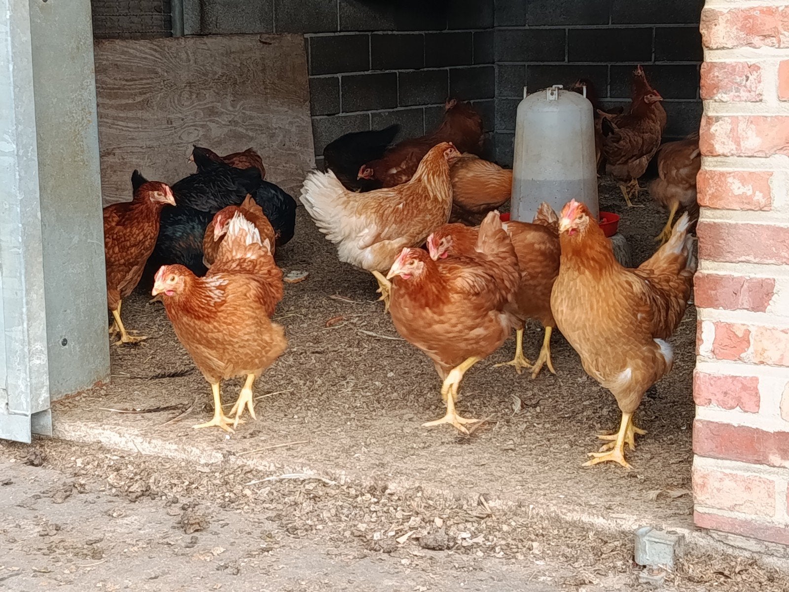 10 harco en 20 Isa brown promo !!, Poule ou poulet