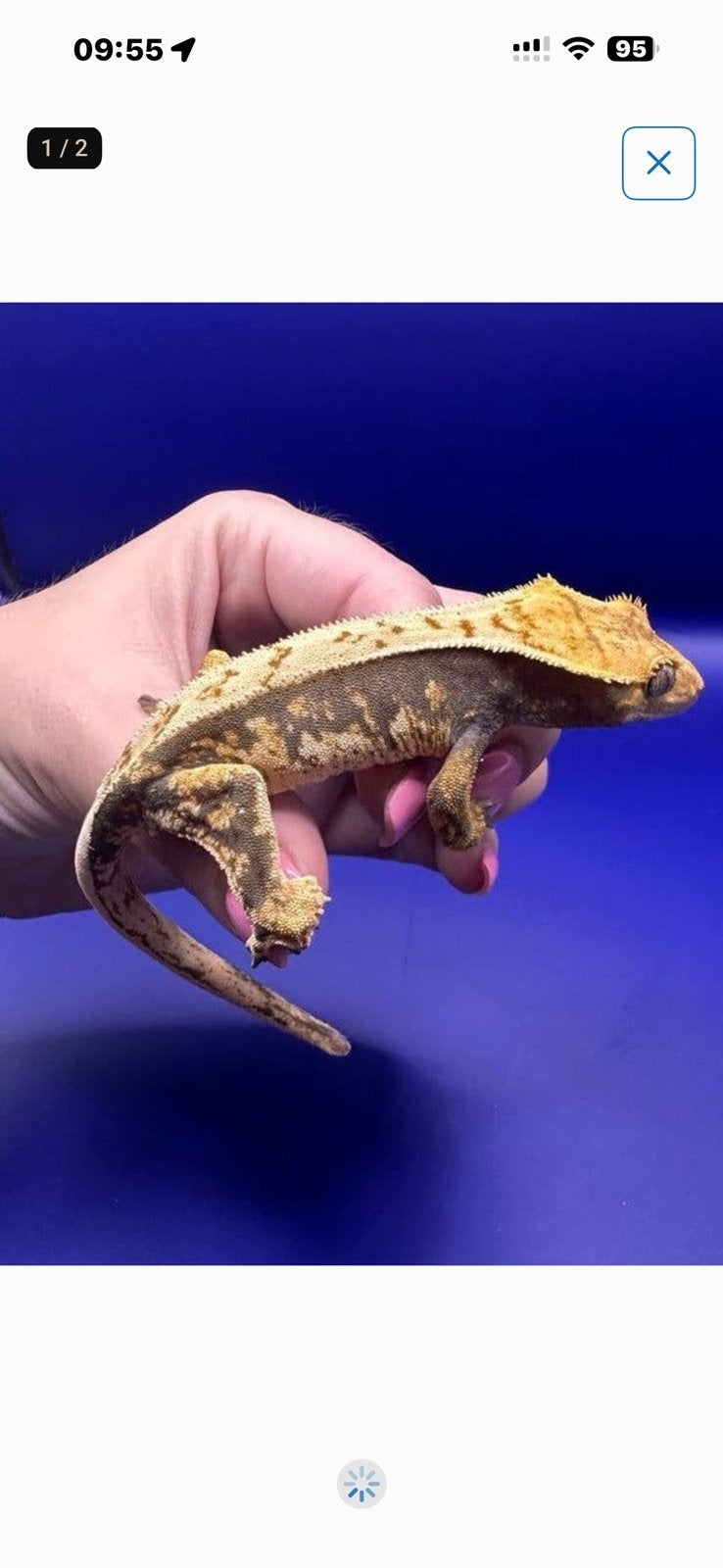 Wimpergecko 02 npv, Dieren en Toebehoren, Overige soorten, 0 tot 2 jaar