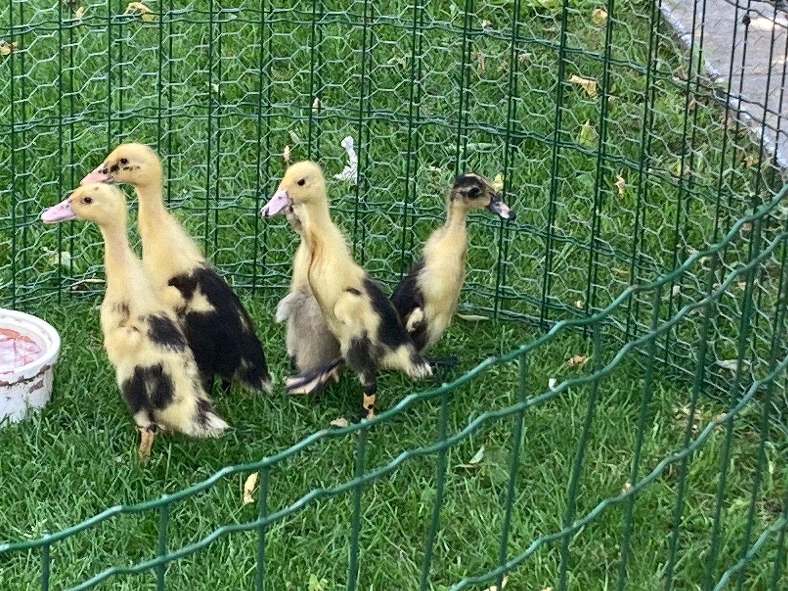 Indische loopeenden, Dieren en Toebehoren, Pluimvee