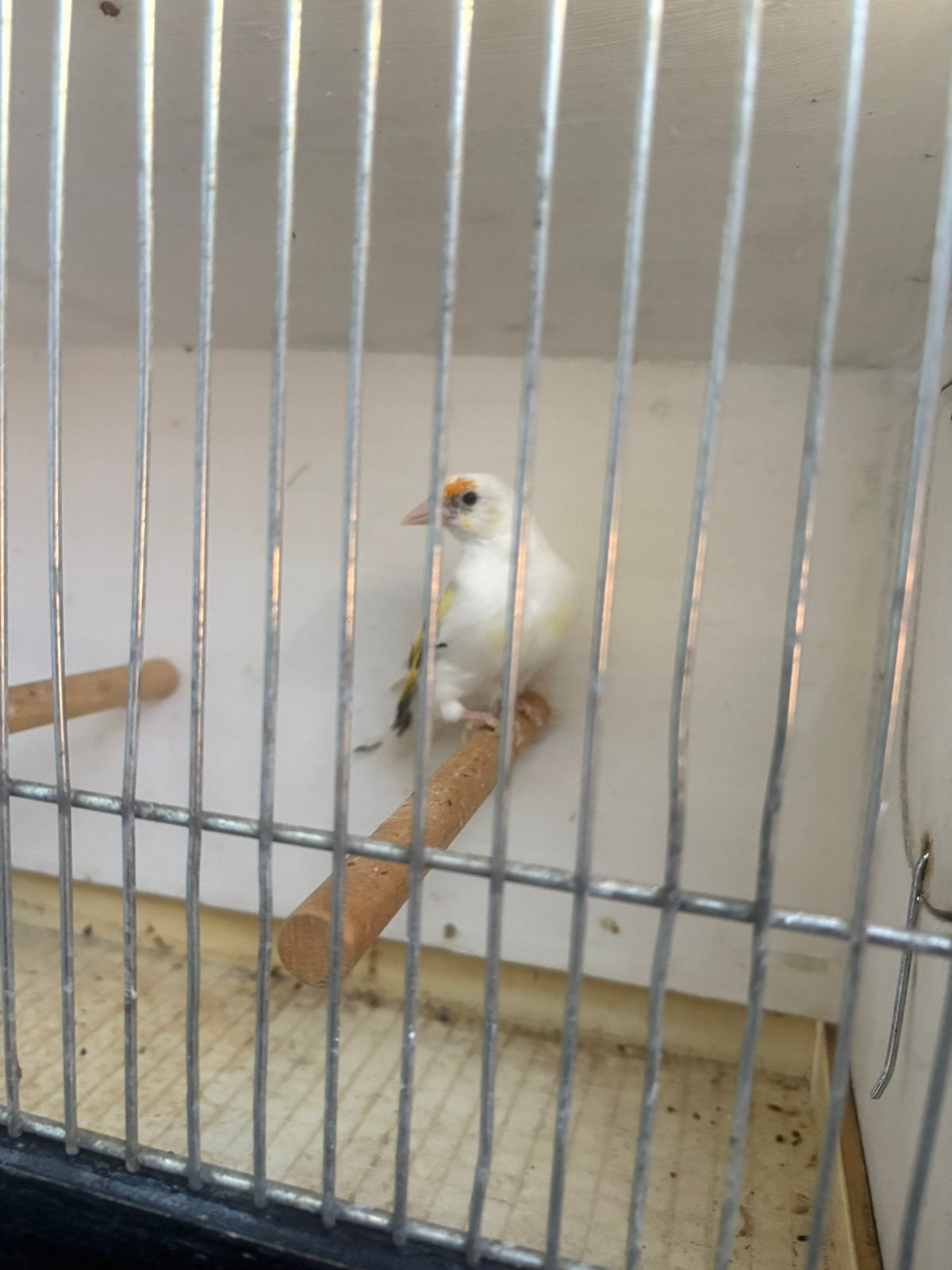 Distelvink pop 2026, Dieren en Toebehoren