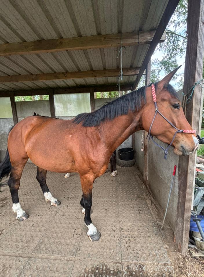 Halve stal - merrie, Dieren en Toebehoren, Paarden, Merrie, Zadelmak, 165 tot 170 cm, 3 tot 6 jaar, Recreatiepaard, Gechipt, Ontwormd