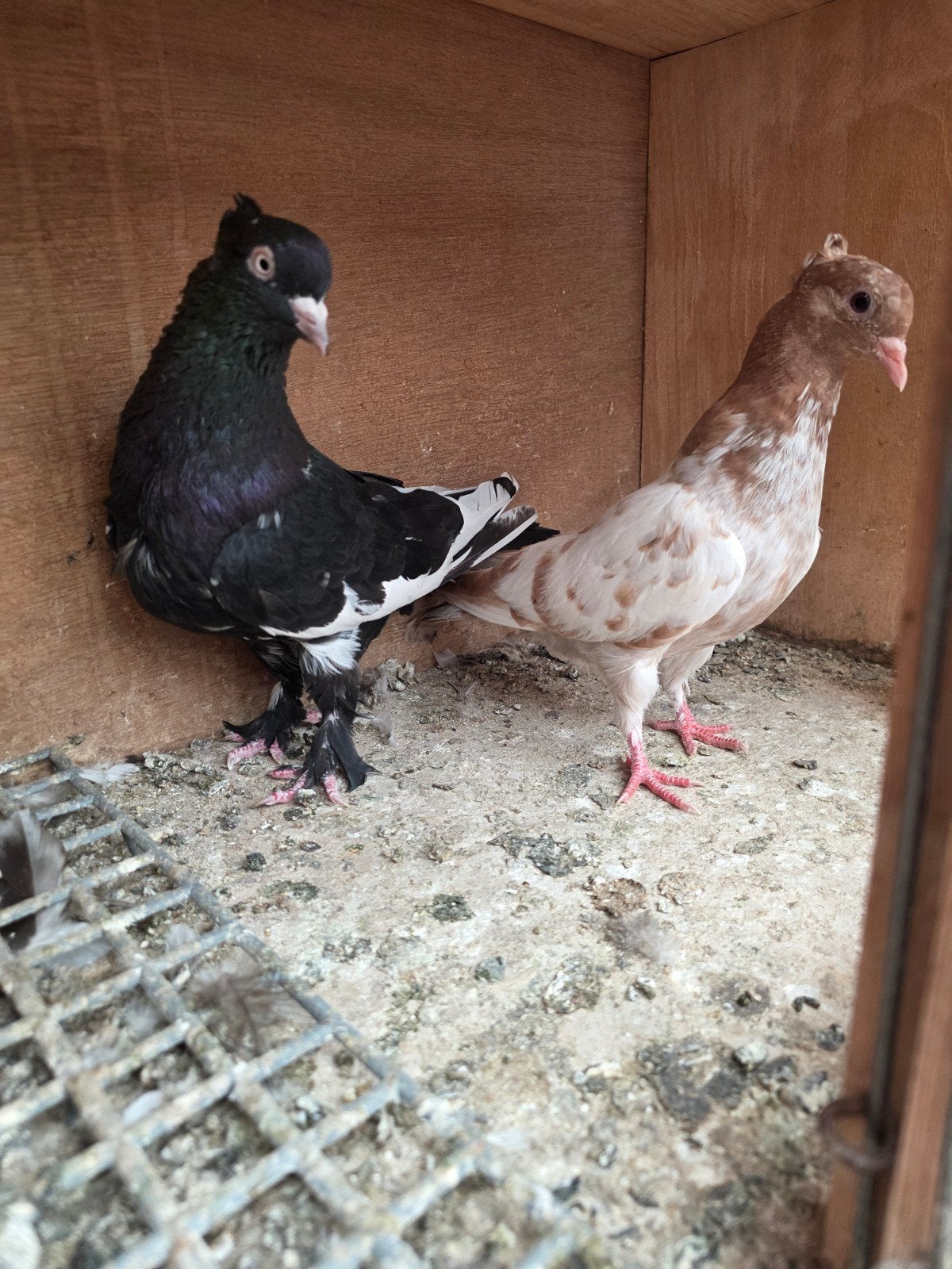 Iraanse hogevlieger, Dieren en Toebehoren, Vogels | Duiven