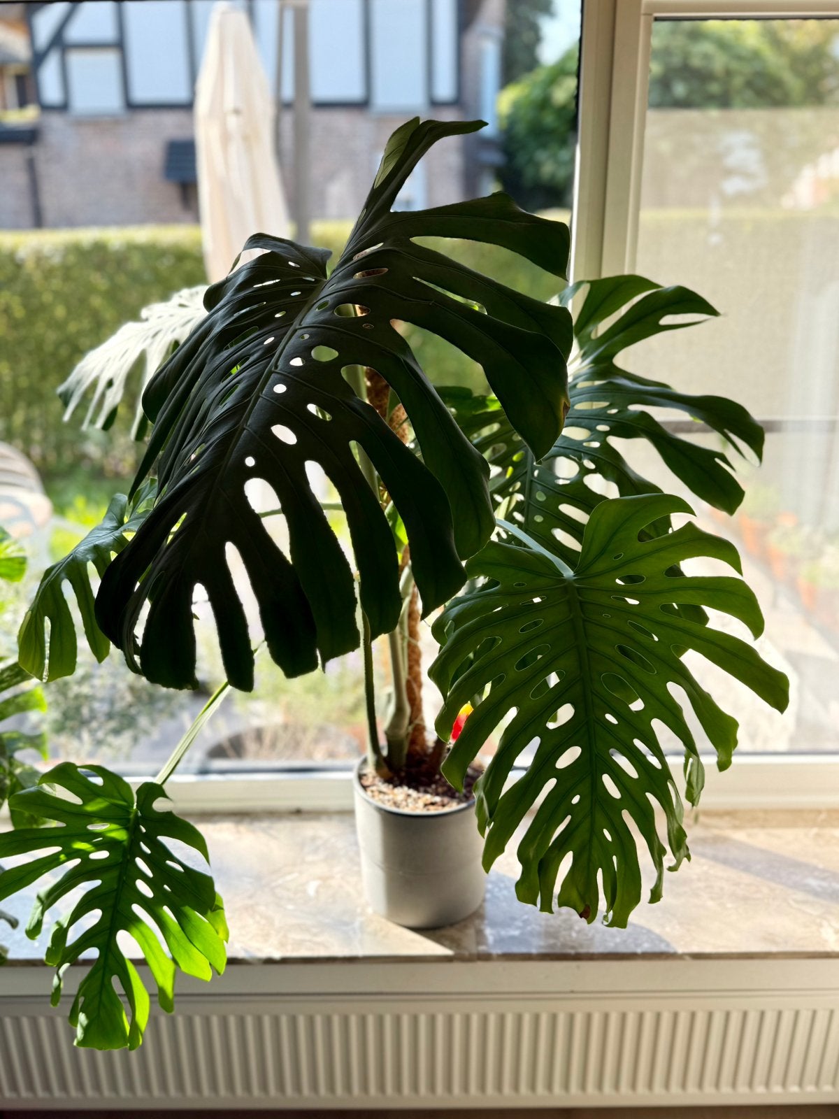 Mature Monstera Deliciosa XXL - bladeren tot 70cm, Huis en Inrichting, Ophalen, 100 tot 150 cm, Overige soorten, Halfschaduw