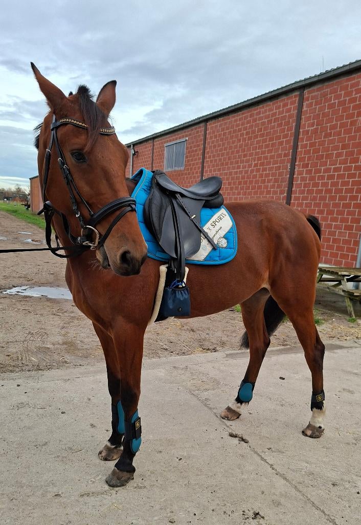 Te koop ex-draver- 3jaar, Dieren en Toebehoren, Paarden, Ruin, 165 tot 170 cm, Ontwormd, 3 tot 6 jaar