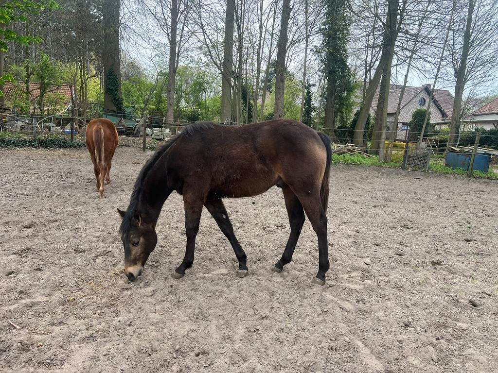 Quarter Horse veulens 2025, Étalon, Ne s'applique pas, Cheval western