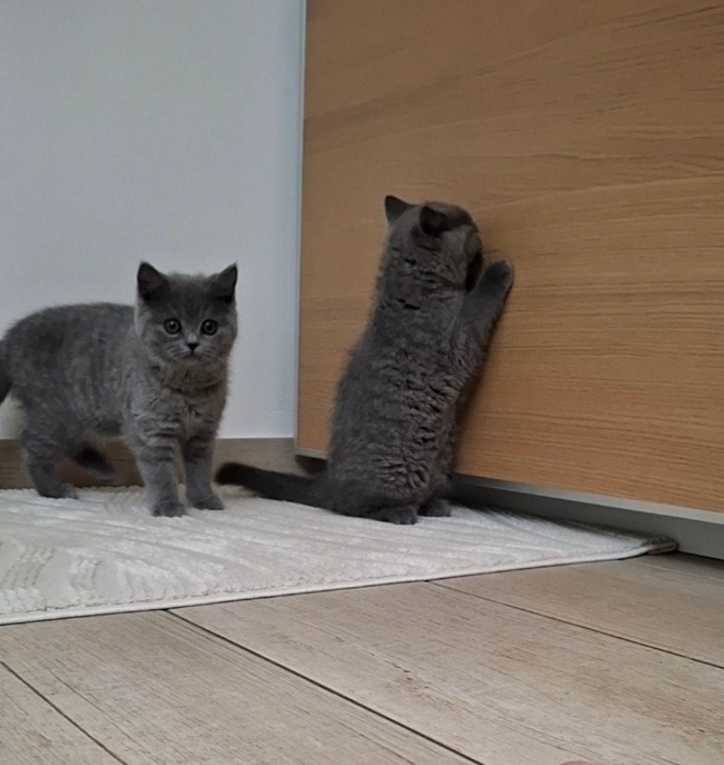 Britse kothaar kittens, Plusieurs animaux, Vermifugé, 0 à 2 ans