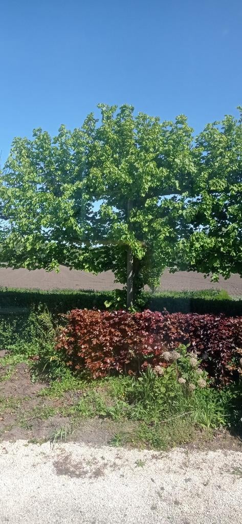 Gratis 2 leilindes, Ophalen