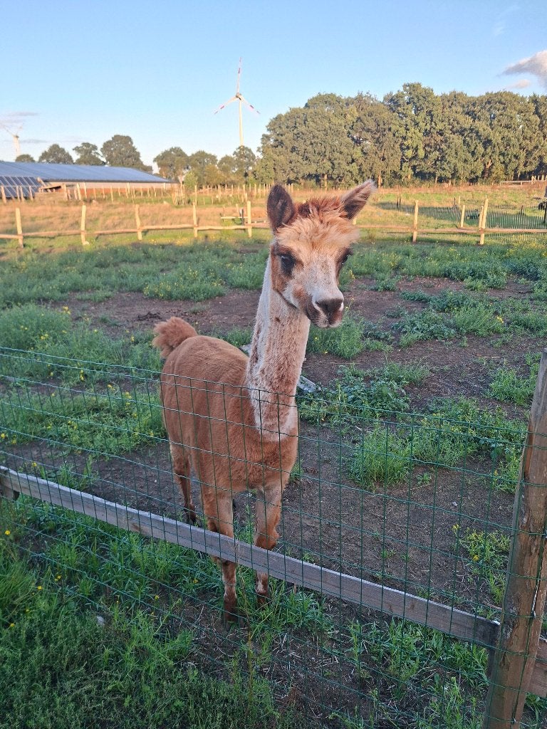 Alpaca hengst, Dieren en Toebehoren, Mannelijk, 3 tot 5 jaar