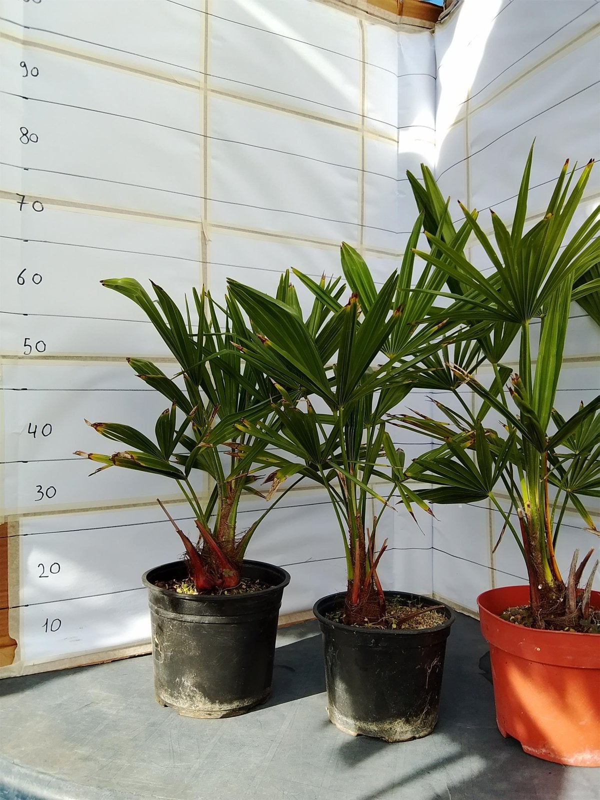 Palmboom winterhard, Tuin en Terras, Ophalen