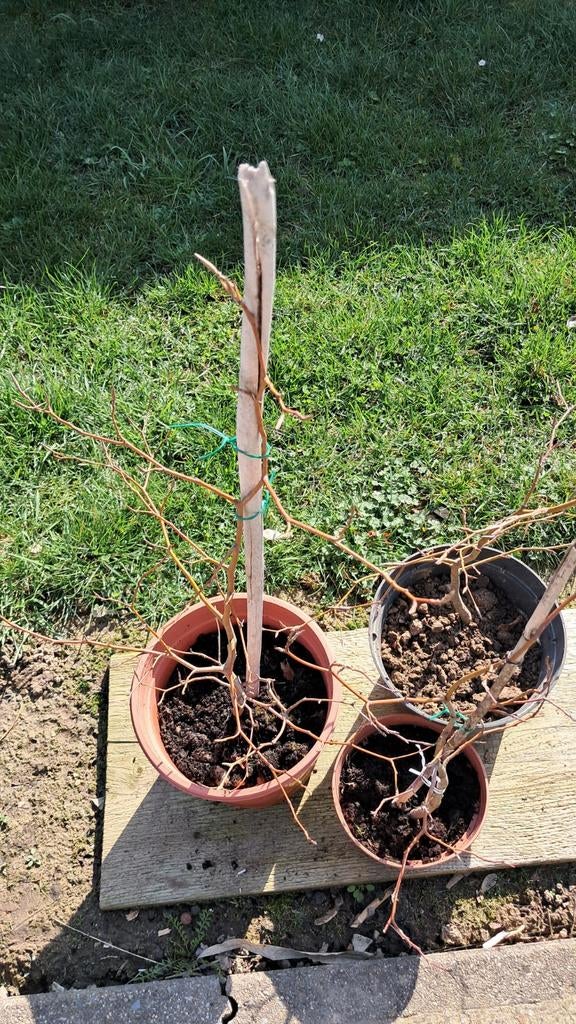 Jonge rode beukeboompjes in pot., Ophalen, Minder dan 100 cm, In pot
