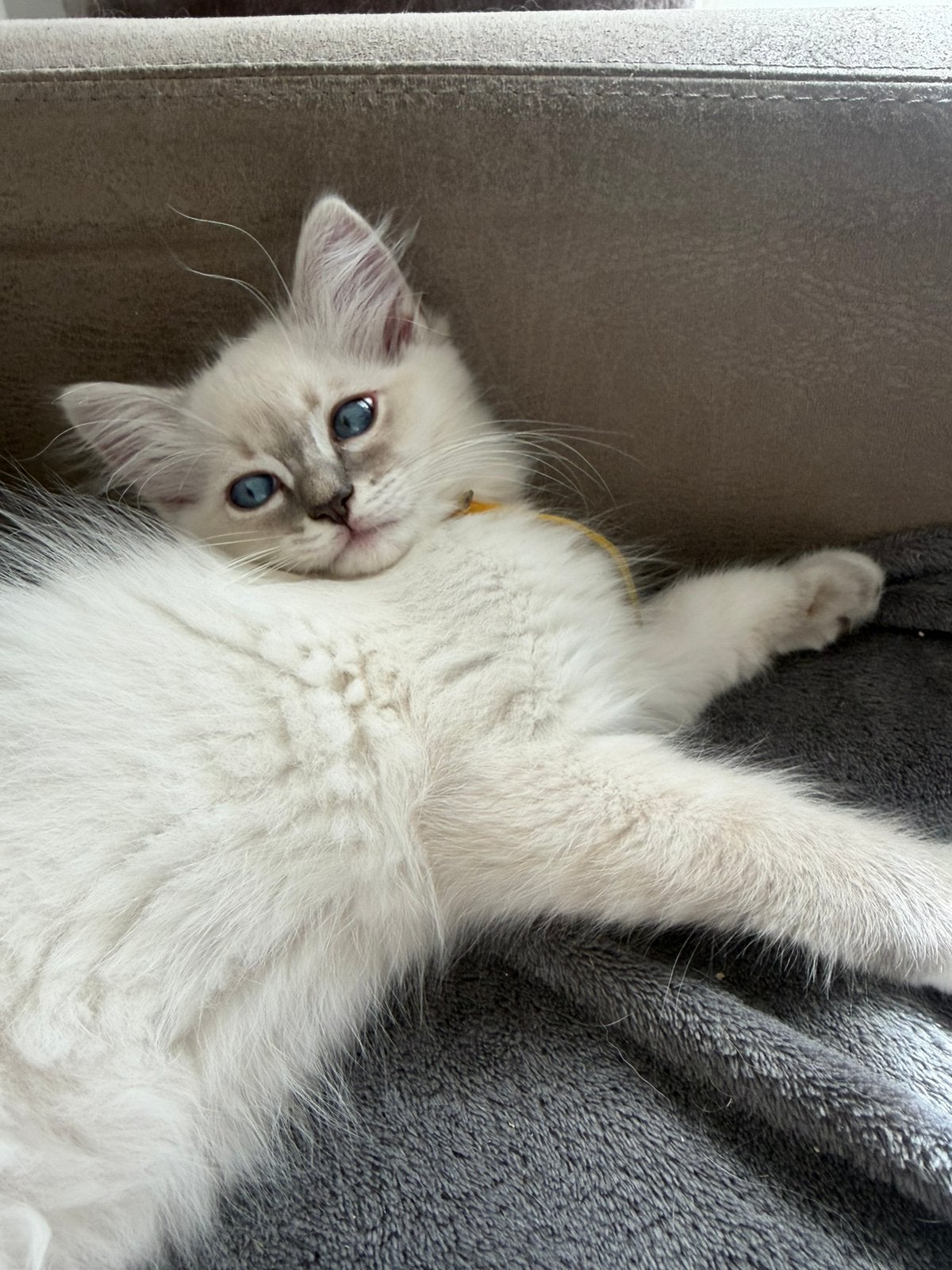 Prachtig ragdoll kitten nog beschikbaar, Dieren en Toebehoren, Kater, Met stamboom, 0 tot 2 jaar