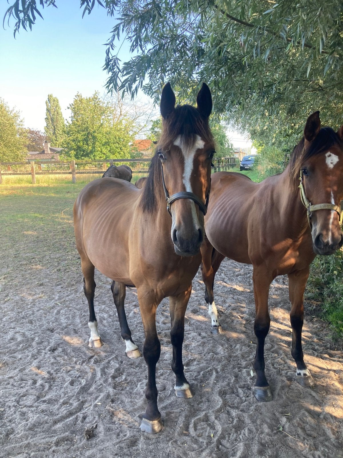 2 jaarse ruin, Springpaard, Met stamboom, Ruin, 0 tot 2 jaar
