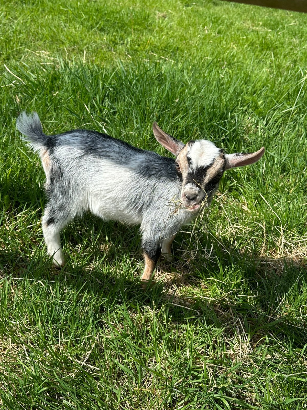 Dwerggeit Hermelijn met mieke en bokje, Dieren en Toebehoren, Vrouwelijk, Geit, 0 tot 2 jaar