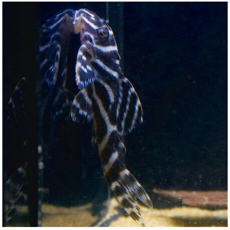 L333 Hypancistrus, Dieren en Toebehoren