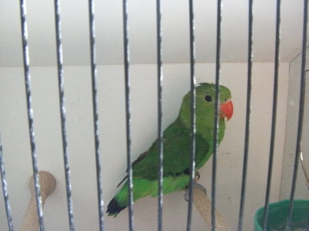 tarantas, Meerdere dieren, Dwergpapegaai of Agapornis, Geringd