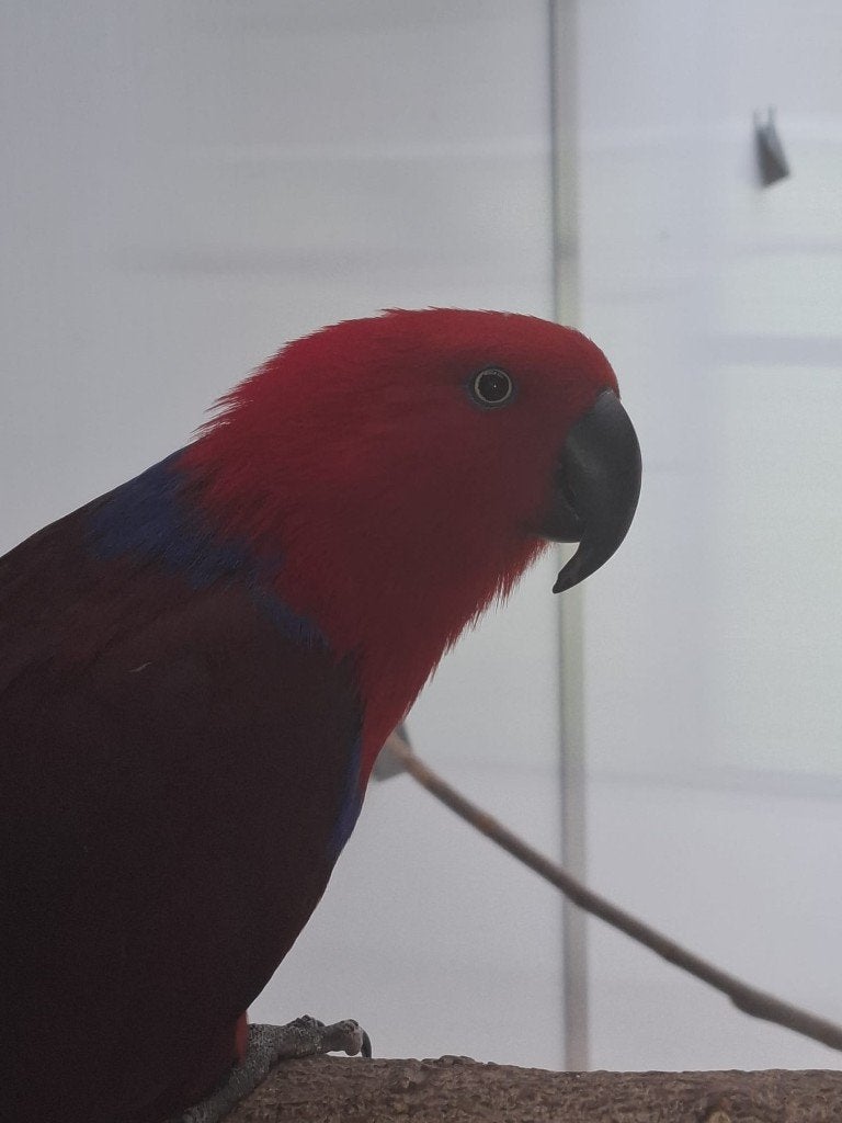 koppel  edelpapegaai, Meerdere dieren, Papegaai, Geringd