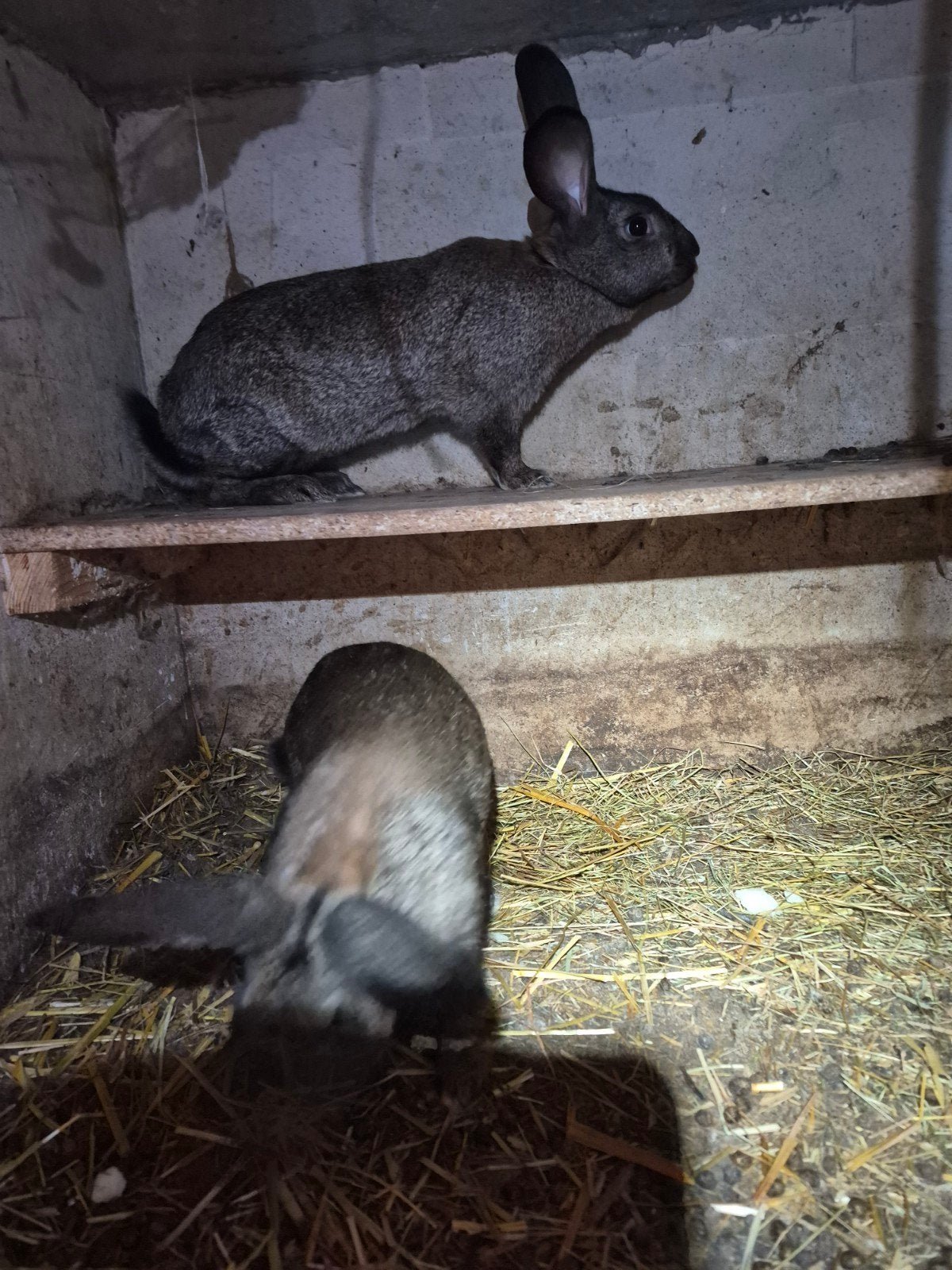 jonge vleeskonijnen 3á4 kg, Dieren en Toebehoren