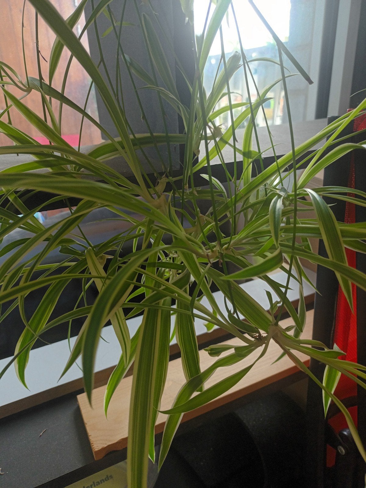 spider plant, Ophalen, Vaste plant, Siergrassen, Bloeit niet