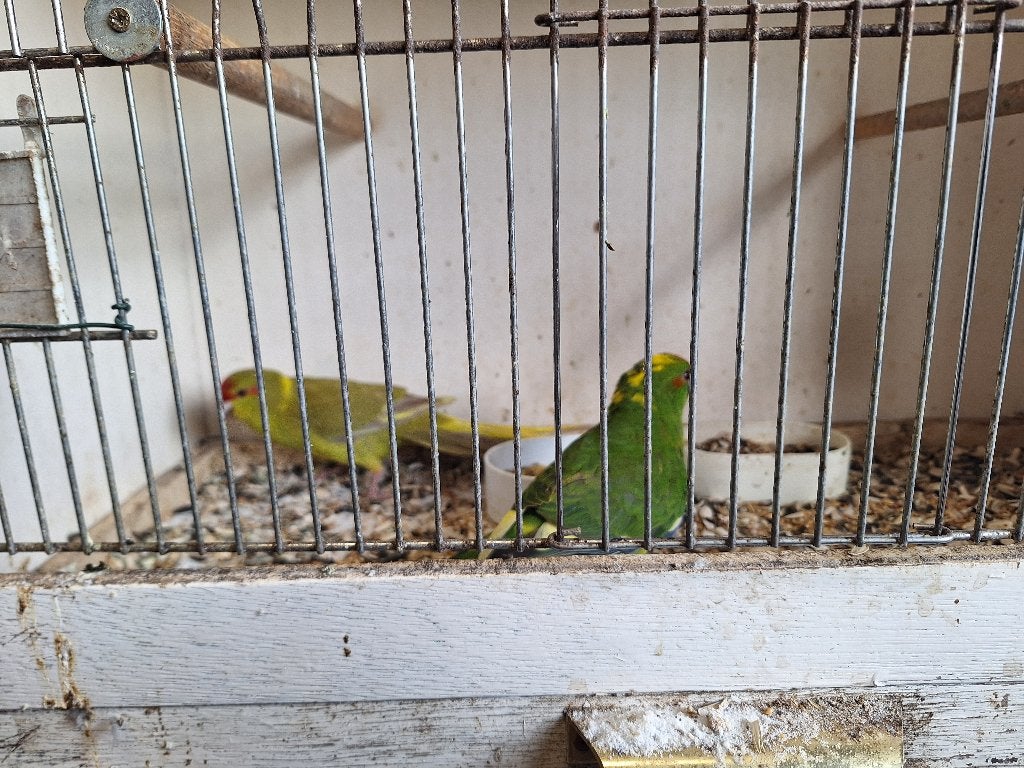 Kakariki's, Plusieurs animaux, Perruche, Bagué