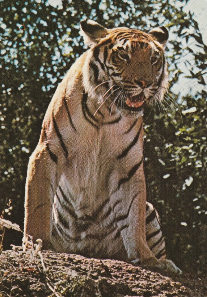 TIJGER, Verzamelen, Postkaarten | Dieren, Ophalen of Verzenden, Ongelopen, Wild dier