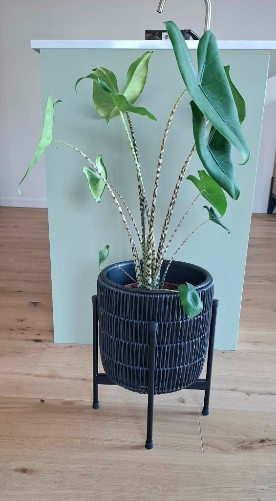 Plante d'intérieur avec pot et support, Enlèvement, En pot, Ombre partielle
