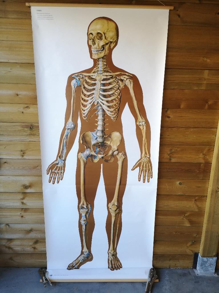 schoolplank,anatomische,menselijke skelet&benderenstruktuur, Antiek en Kunst, Ophalen of Verzenden, Natuur en Biologie