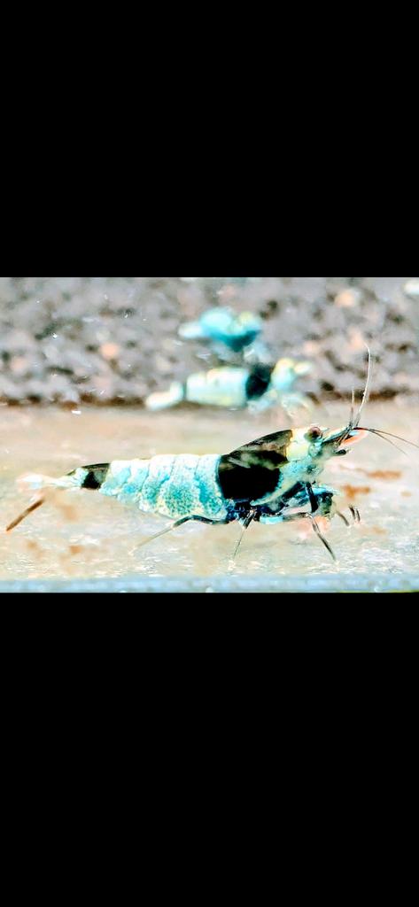 Blue Panda Shadow Mosura garnalen. Caridina, Dieren en Toebehoren