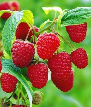frambozenplanten  rode en enkele gele, Tuin en Terras, Ophalen