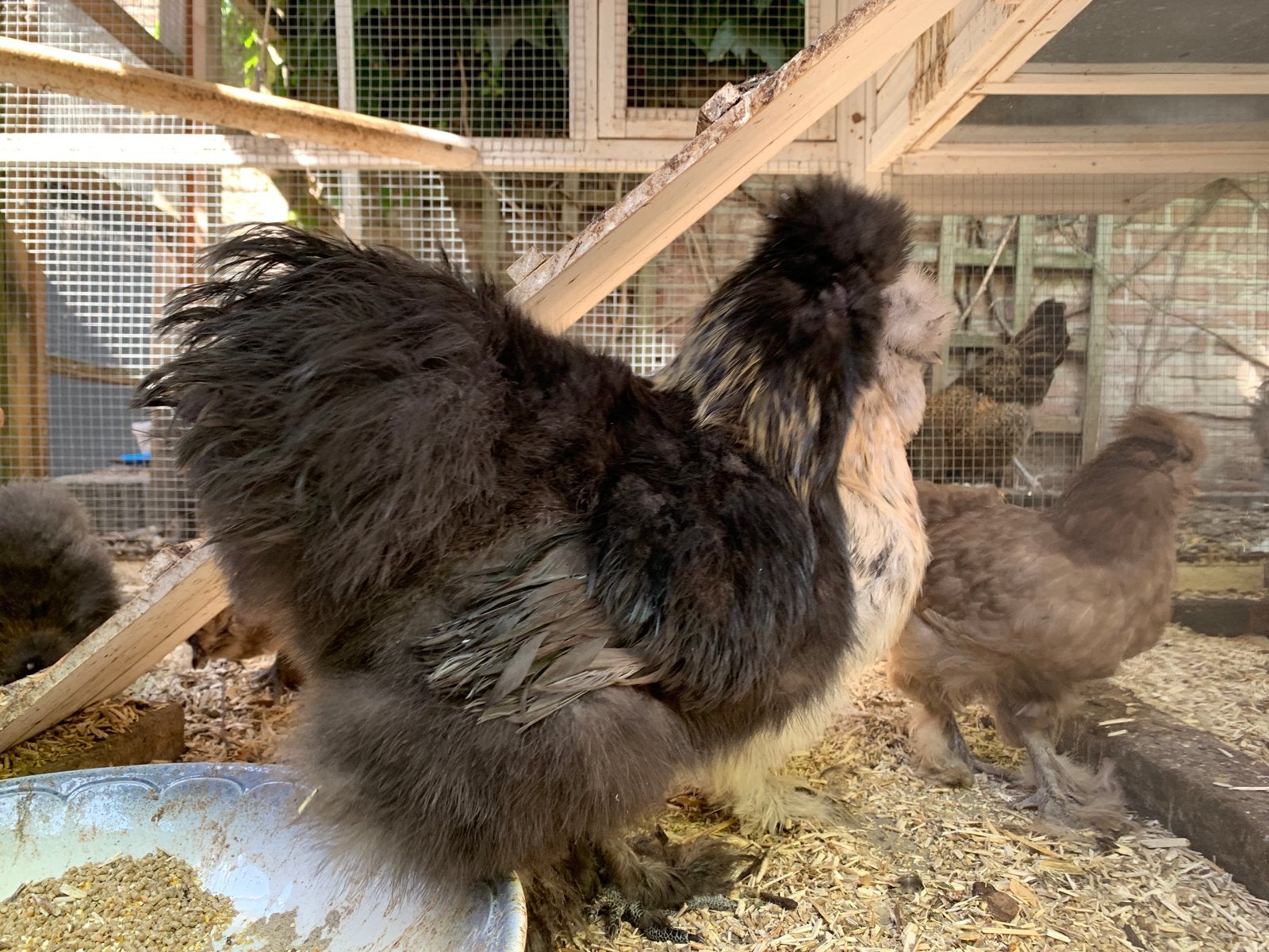jonge zachtaardige zijdehoenderhaan, Animaux & Accessoires, Volatiles, Poule ou poulet, Mâle