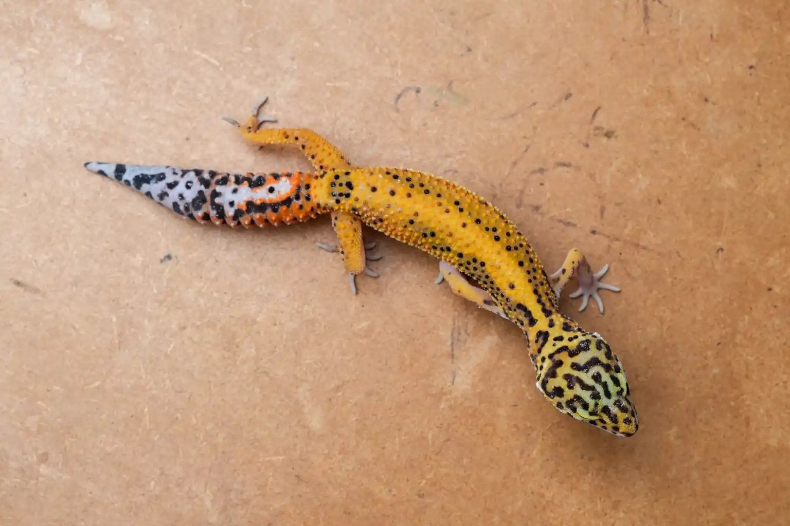 Jonge luipaardgekko, Dieren en Toebehoren