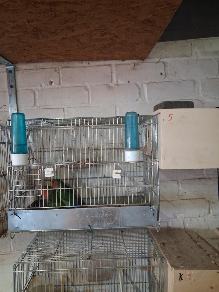 2 koppels  dwergpapegaaien met kooi, Dieren en Toebehoren, Vogels | Parkieten en Papegaaien, Meerdere dieren, Dwergpapegaai of Agapornis