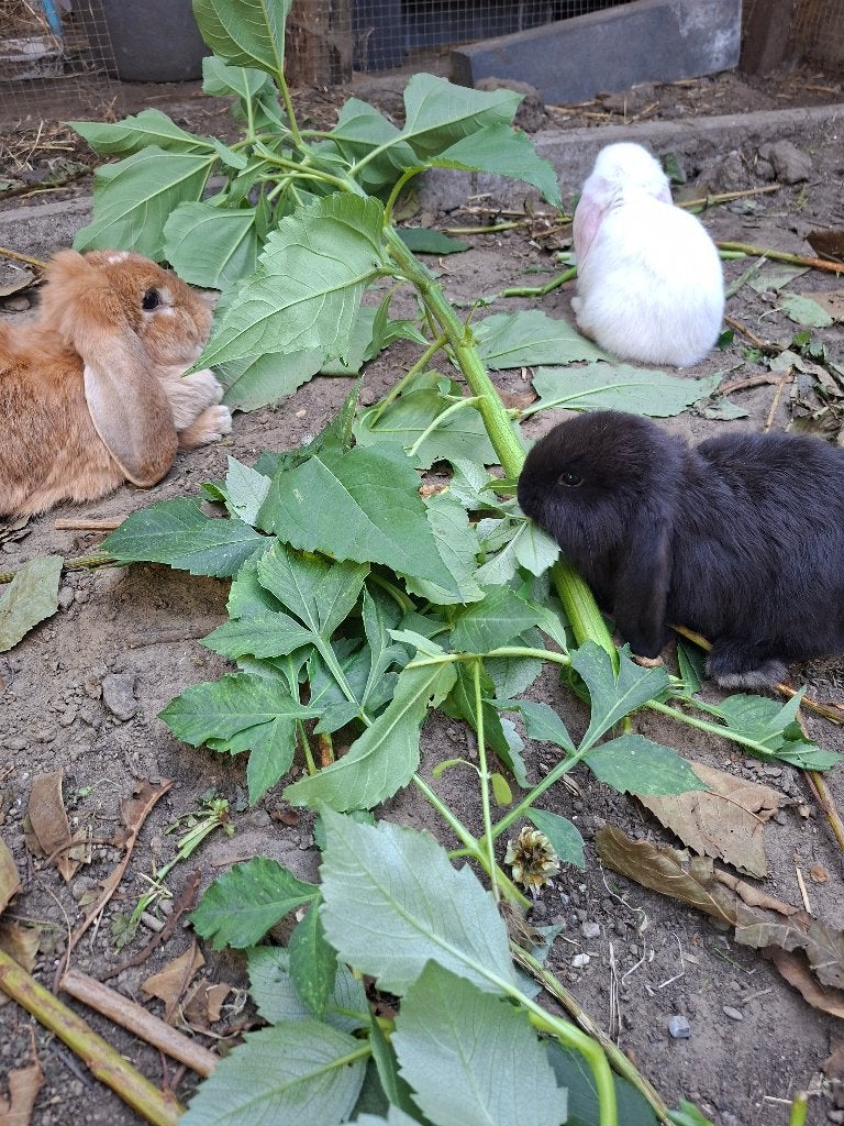 Franse hangoor te koop, Plusieurs animaux, Grand, Oreilles tombantes, 0 à 2 ans