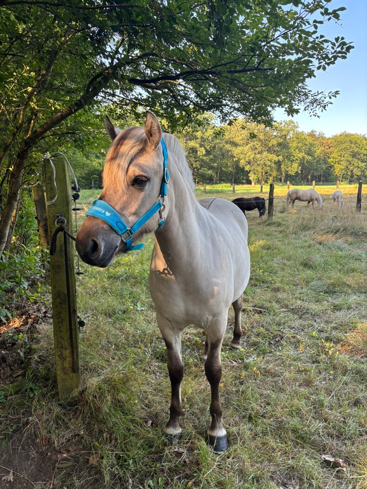 Mooie jaarling fjord merrie, Animaux & Accessoires, Poneys, Avec pedigree, Poney de récréation, Poney D (1.37 m à 1.48m), 0 à 2 ans