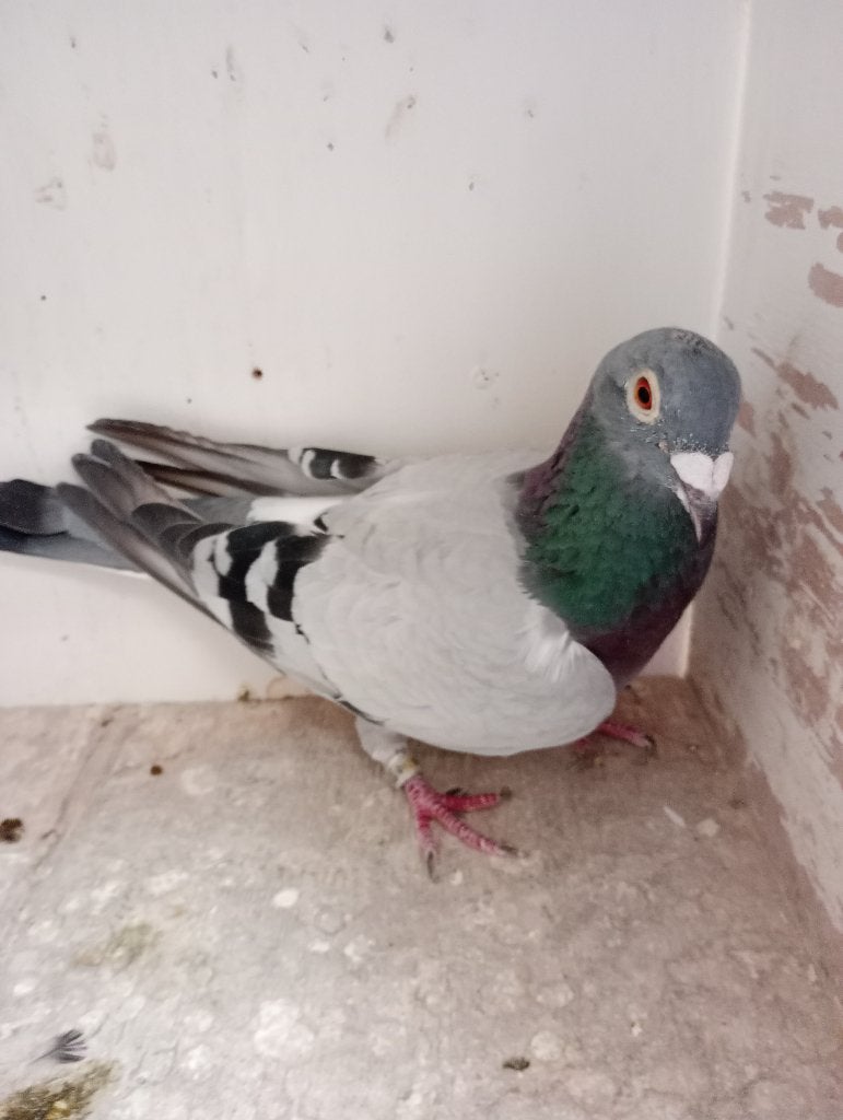 Coq reproducteur ! ! ! !, Animaux & Accessoires, Mâle, Pigeon voyageur