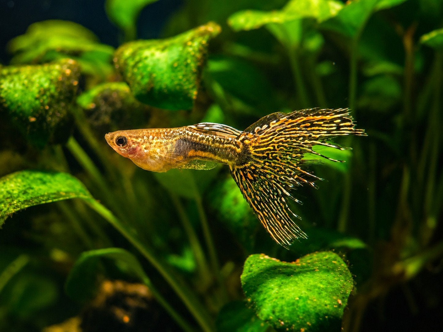 guppy's baby's zowel mannelijk als vrouwelijk, Dieren en Toebehoren