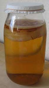 Kombucha scoby + startvloeistof, Enlèvement ou Envoi