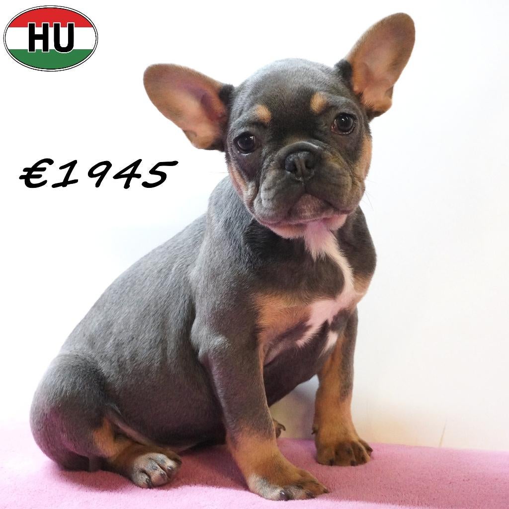 Franse Bulldog pups (verschillende kleuren) te koop, 15 weken tot 1 jaar, Buitenland, Parvo, Meerdere