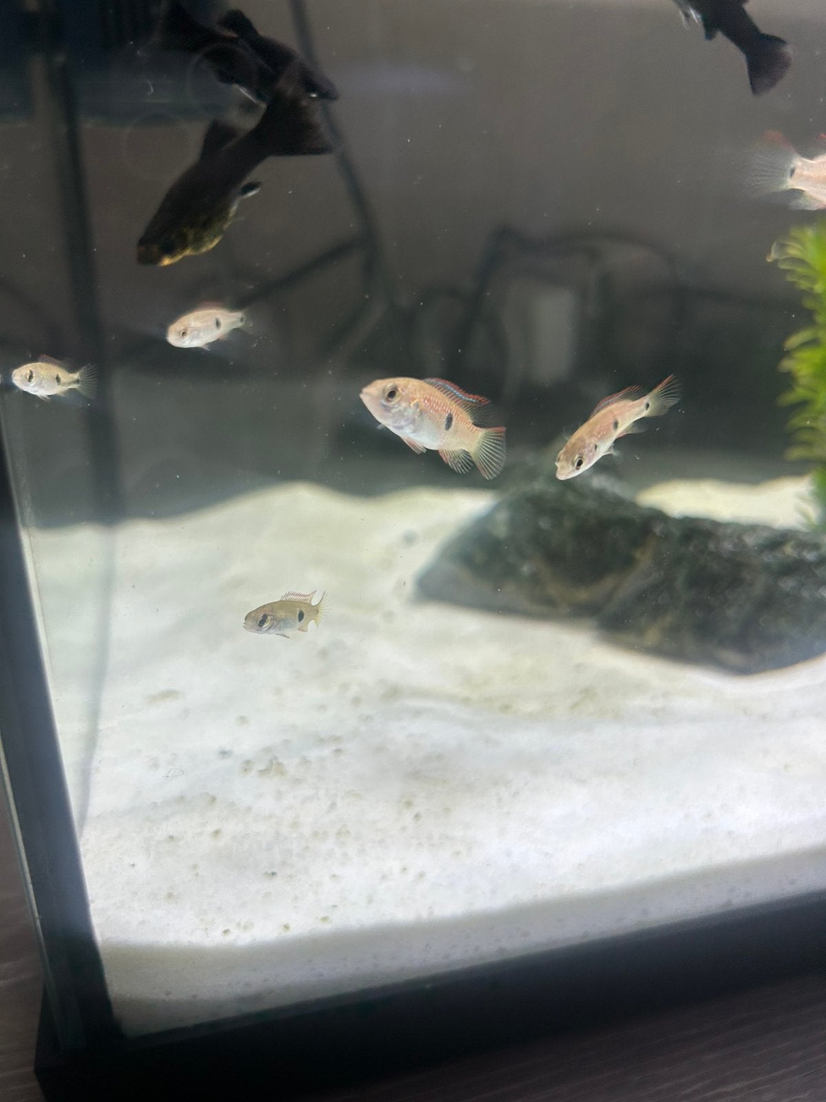 Jonge bloedrode juweel cichlide visjes, Dieren en Toebehoren, Vissen | Aquariumvissen