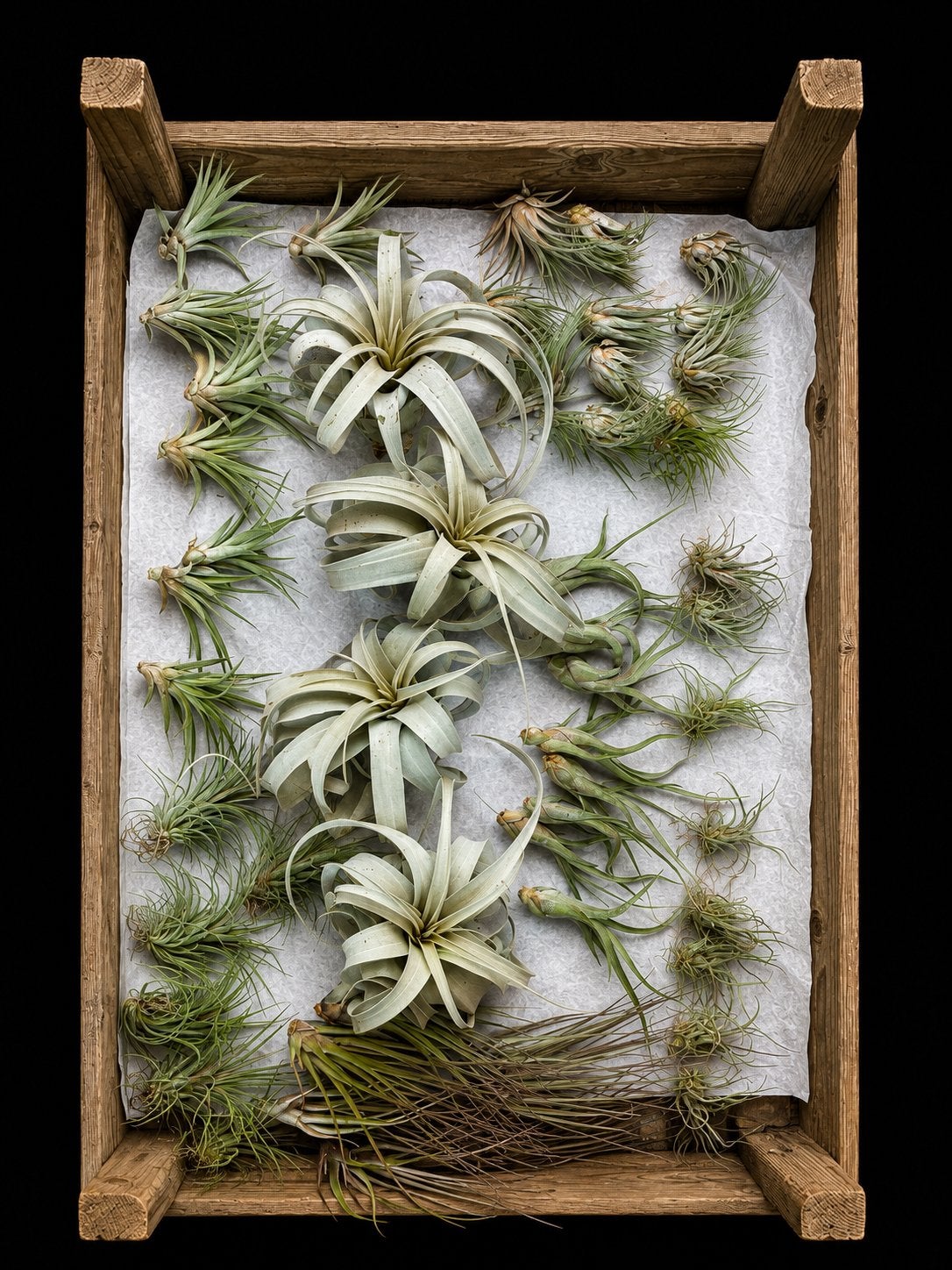 Nouveaux Tillandsias/Airplants — vaste choix, Enlèvement